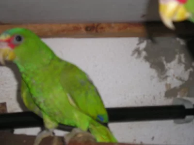 Amazoňany běločelé