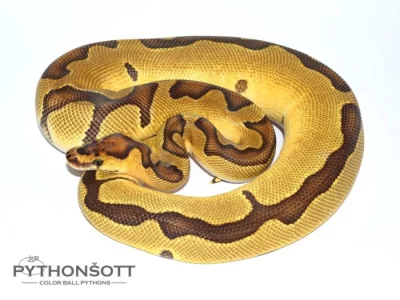 KRAJTA KRÁLOVSKÁ - Python regius