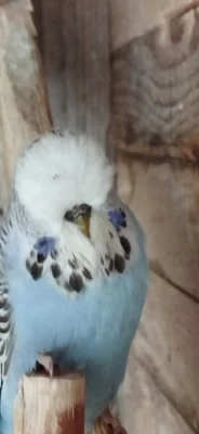 Prodám výstavní andulky