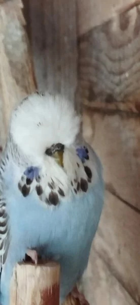 Prodám výstavní andulky