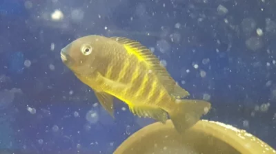 Tropheus a Cyphotilapia
