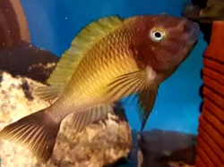 Tropheus a Cyphotilapia