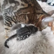 Bengálská kočka, kotě, kocour