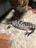 Bengálská kočka, kotě, kocour