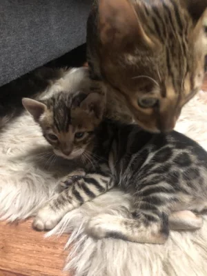 Bengálská kočka, kotě, kocour