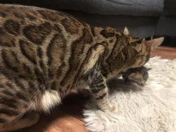 Bengálská kočka, kotě, kocour