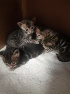 Bengálská kočka, kotě, kocour