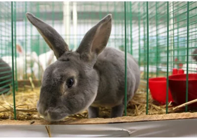 Rex Slovenský sivomodrý