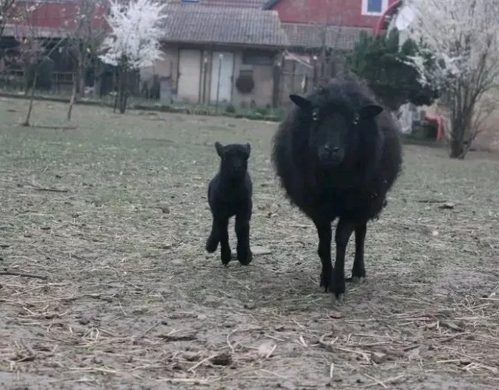 Quessantský beránek