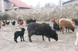 Quessantský beránek