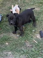 Americky stafordsirsky terier