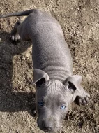 Americky stafordsirsky terier