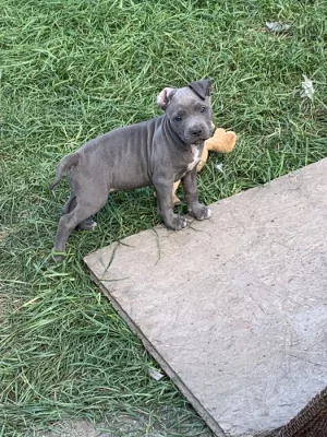 Americky stafordsirsky terier