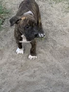 Americky stafordsirsky terier