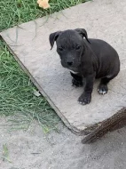 Americky stafordsirsky terier