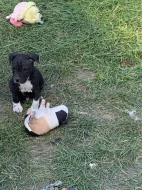 Americky stafordsirsky terier