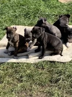 Americky stafordsirsky terier