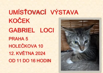Umísťovací výstava koček