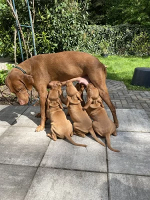 Maďarský ohař štěně