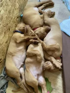 Maďarský ohař štěně