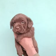 Nabídka štěňat labradorských retrieverů