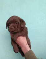 Nabídka štěňat labradorských retrieverů