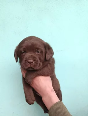 Nabídka  štěňat labradorských retrieverů