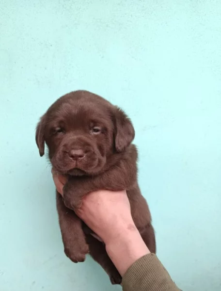 Nabídka štěňat labradorských retrieverů