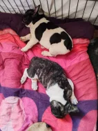 Francouzský buldoček štěňata s PP FCI