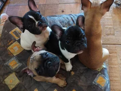 Francouzský buldoček štěňata s PP FCI