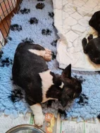 Francouzský buldoček štěňata s PP FCI