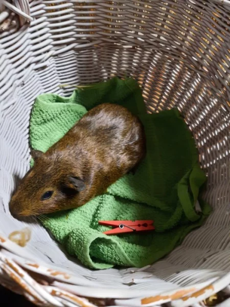 Morčátka krátkosrstá, všech barev i velikostí