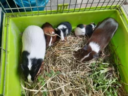 Morčátka krátkosrstá, všech barev i velikostí