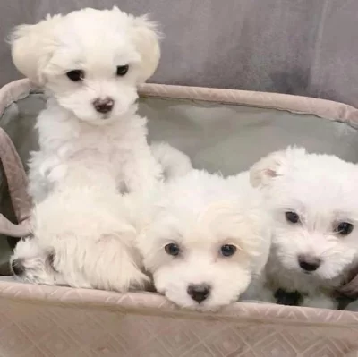 Maltézský psík štěňátka (s PP)