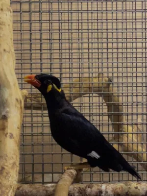 Loskuták posvátný