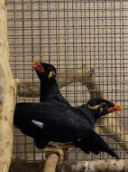 Loskuták posvátný