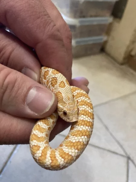 Heterodon nasicus