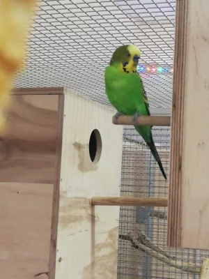 přírodní nezmutované andulky