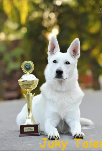 Nabízím štěňátka