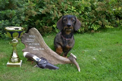 Jezevčík  drsnosrstý  trpasličí (barva-divočák) – štěňata