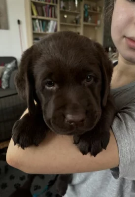 štěně labradora s PP - čokoládový pejsek