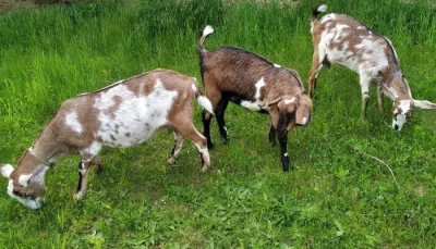 3 podílové kozy (Anglonubijska/Česká Bílá)