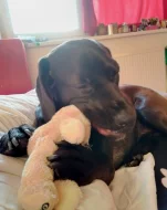 Darujeme ročního psa