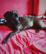 Darujeme ročního psa