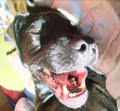 Darujeme ročního psa