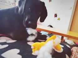 Darujeme ročního psa