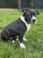 American bully XL