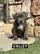 American bully XL