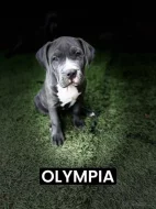 American bully XL