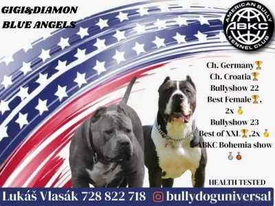 American bully XL
